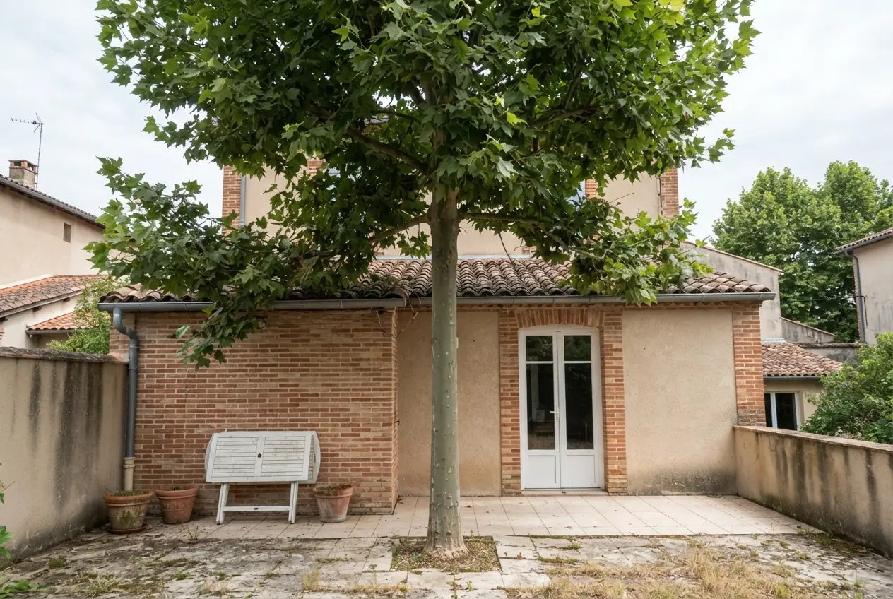 Platane dense avant élagage à Montauban